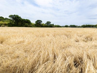 Shizuoka_Barley-2022_EC.001-1.jpeg